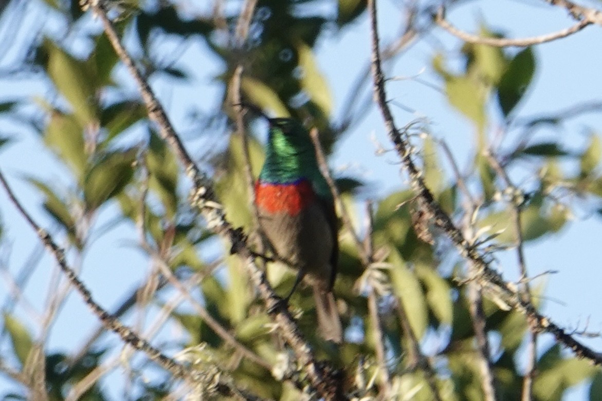 Greater Double-collared Sunbird - ML642040089
