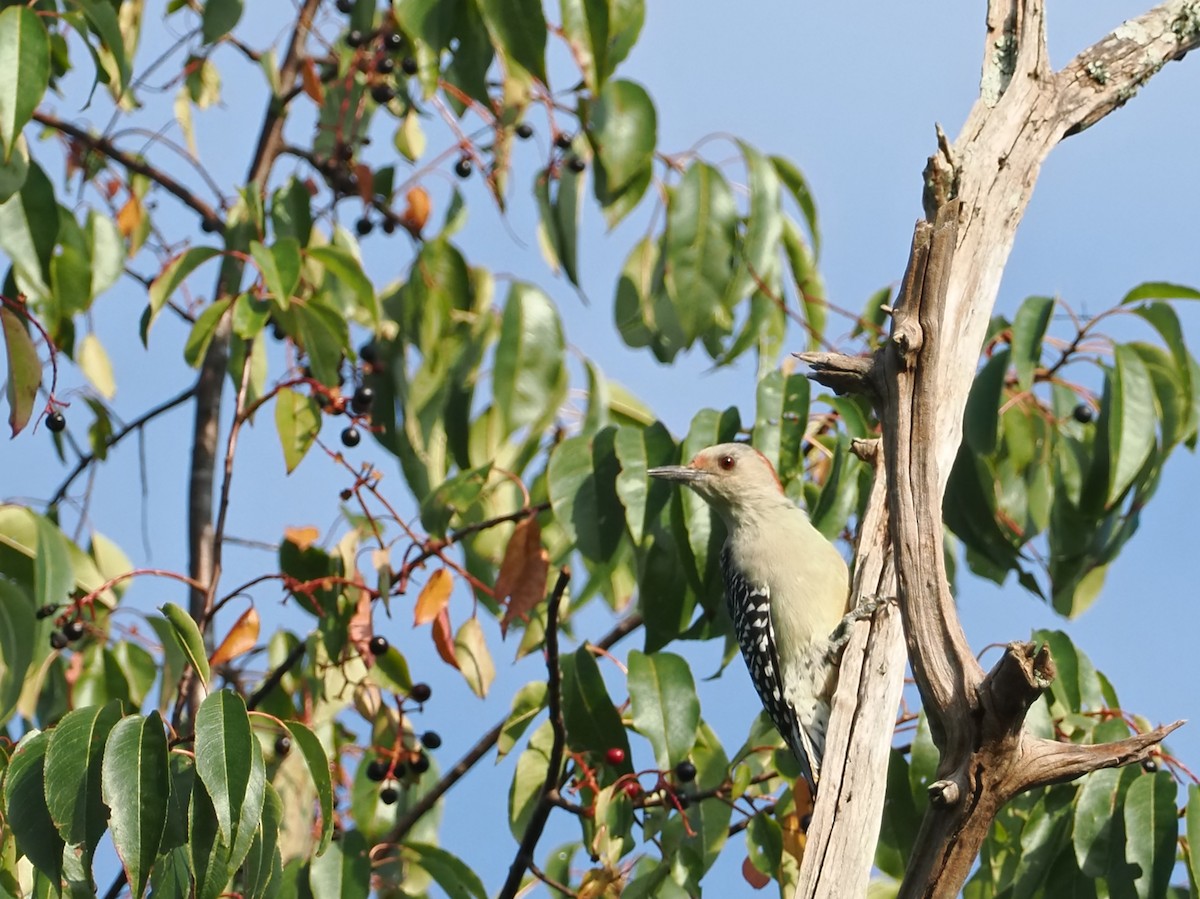 Red-bellied Woodpecker - ML642040092
