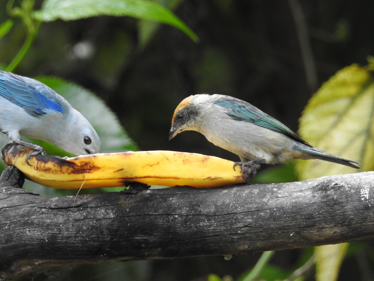 Scrub Tanager - ML642040099