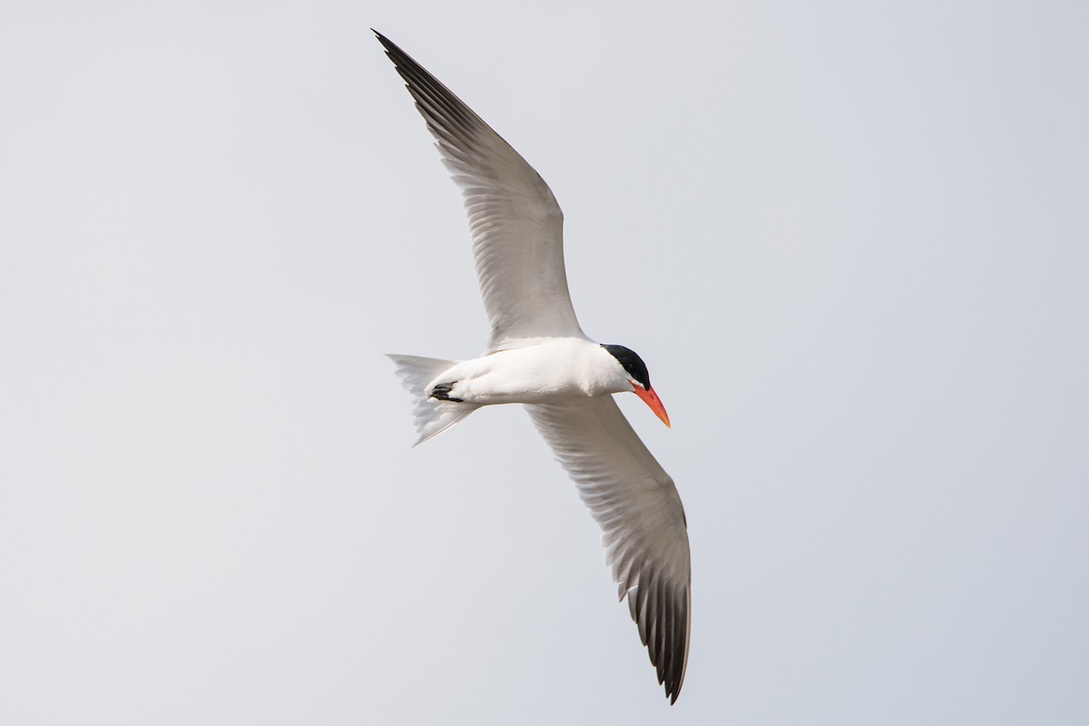 Caspian Tern - ML64204011