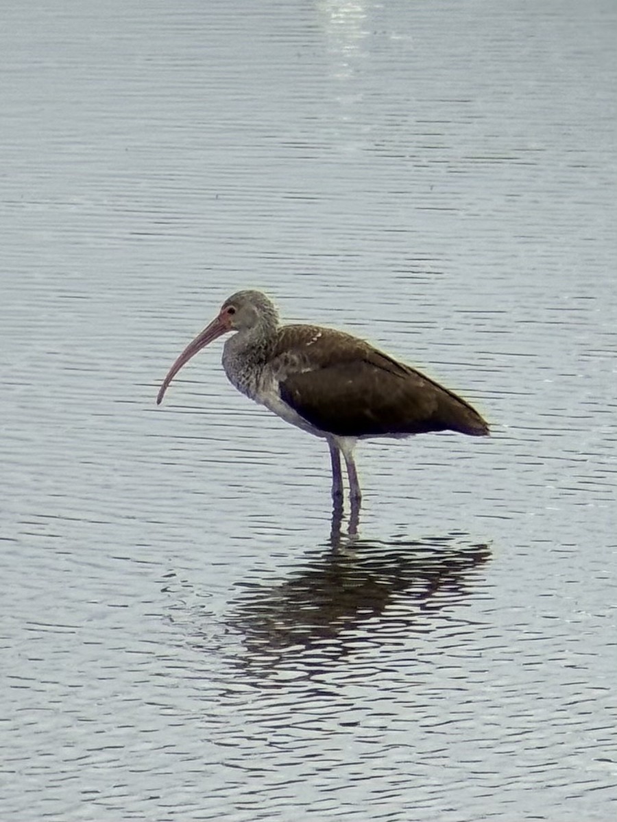 White Ibis - ML642040115