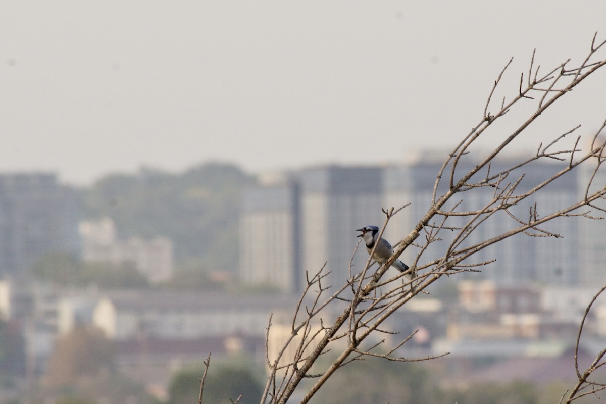 Blue Jay - ML642040129