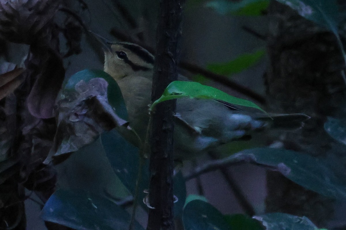 Worm-eating Warbler - ML642040130