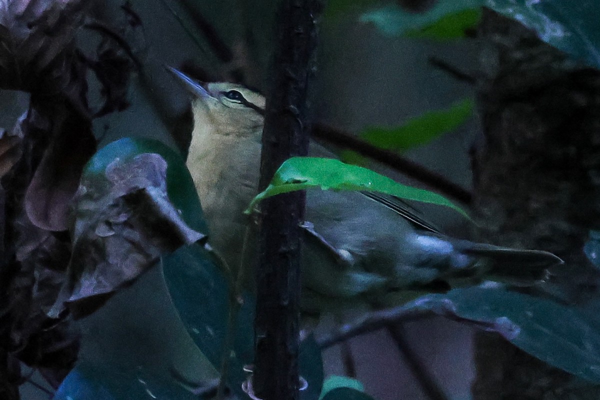 Worm-eating Warbler - ML642040131