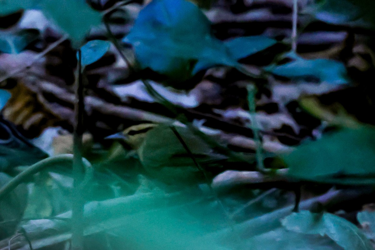 Worm-eating Warbler - ML642040132