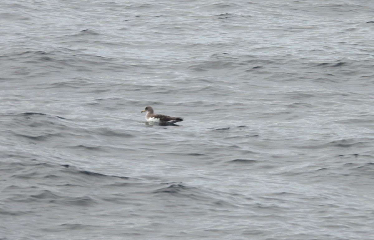 Cory's Shearwater - ML642040134