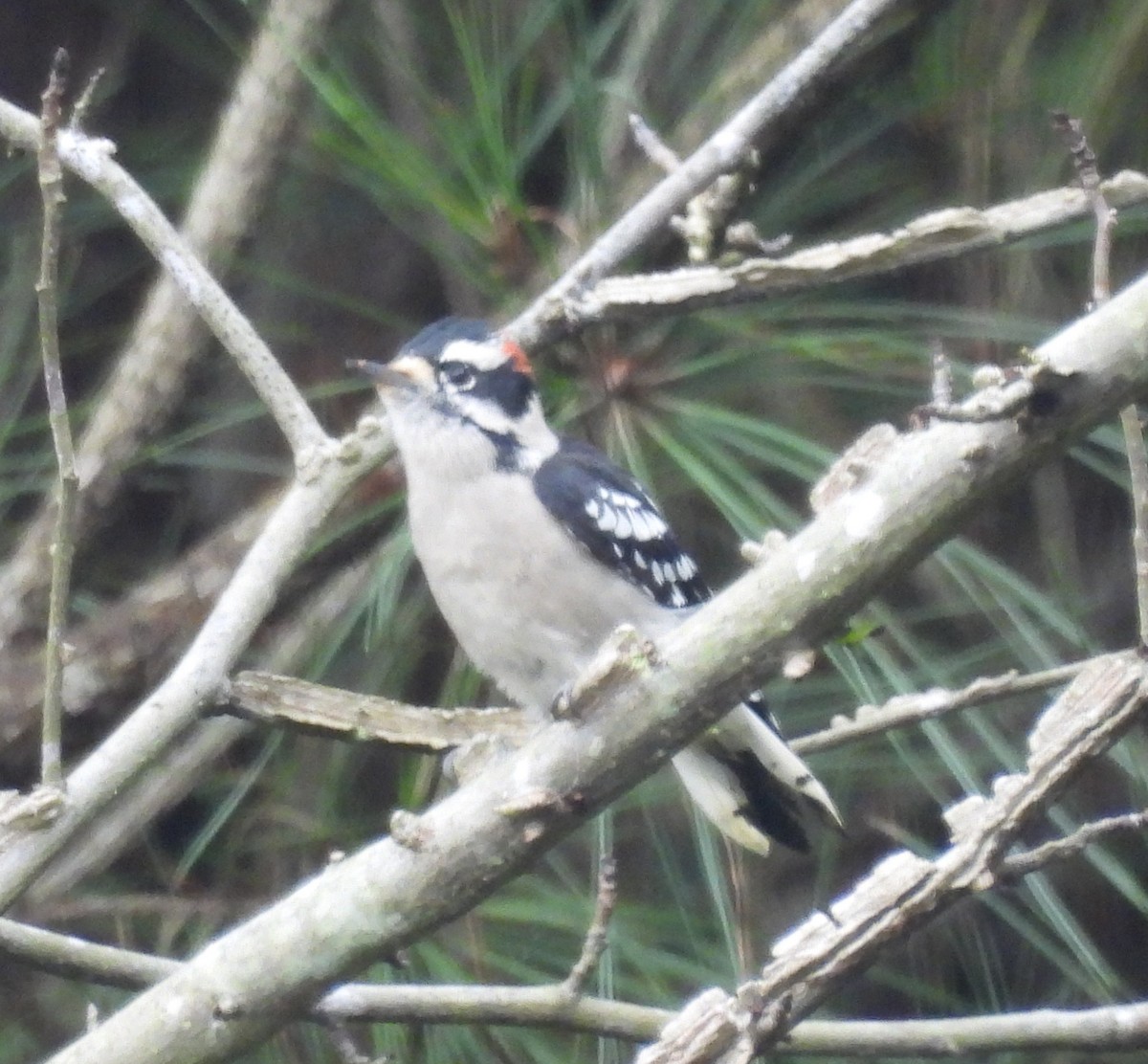 Downy Woodpecker - ML642040150