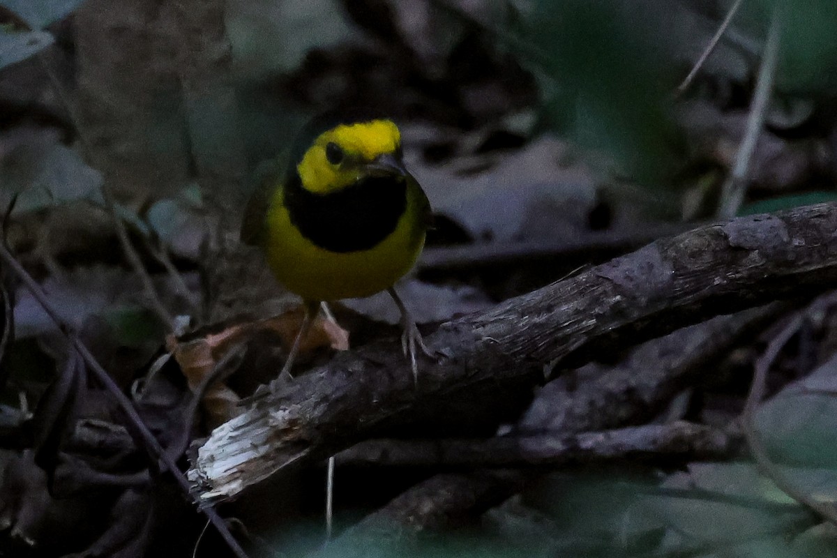 Hooded Warbler - ML642040164