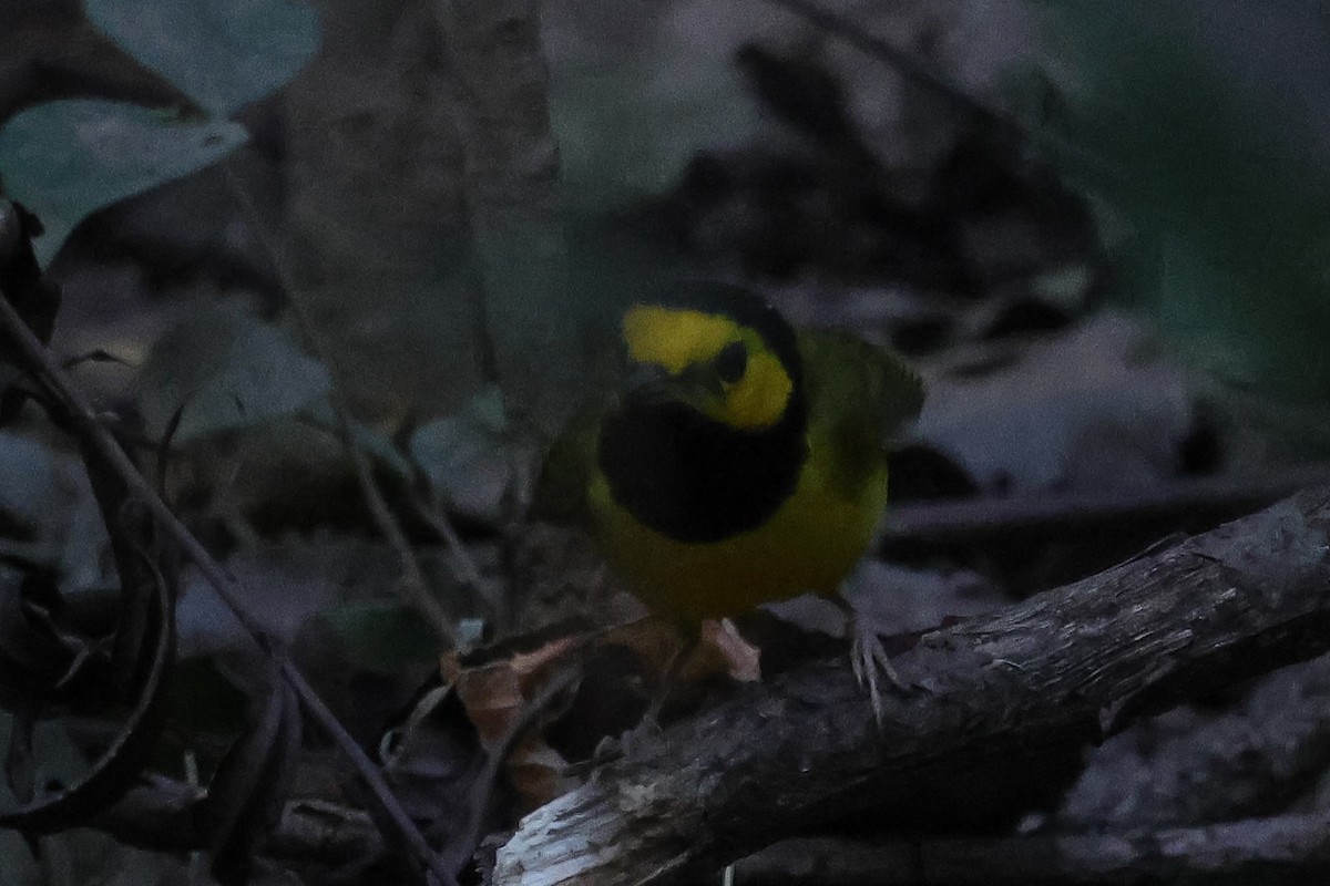 Hooded Warbler - ML642040165
