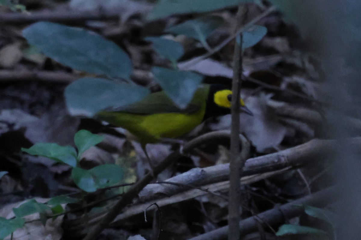 Hooded Warbler - ML642040166