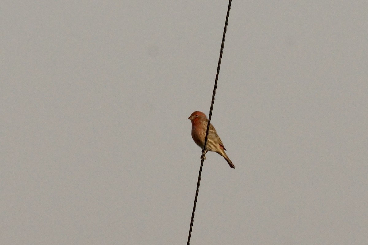 House Finch - ML642040168