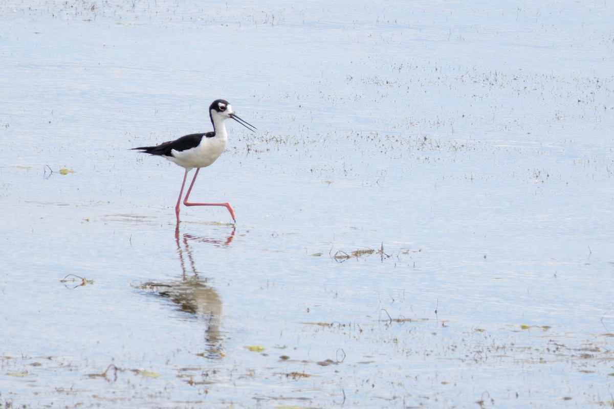 Black-necked Stilt - ML642040171