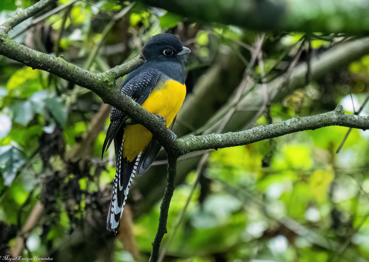 Trogon pattu - ML642040176