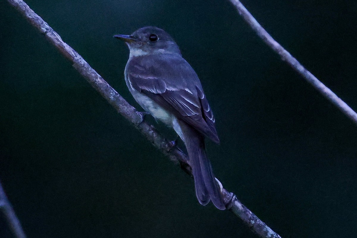 Eastern Wood-Pewee - ML642040179