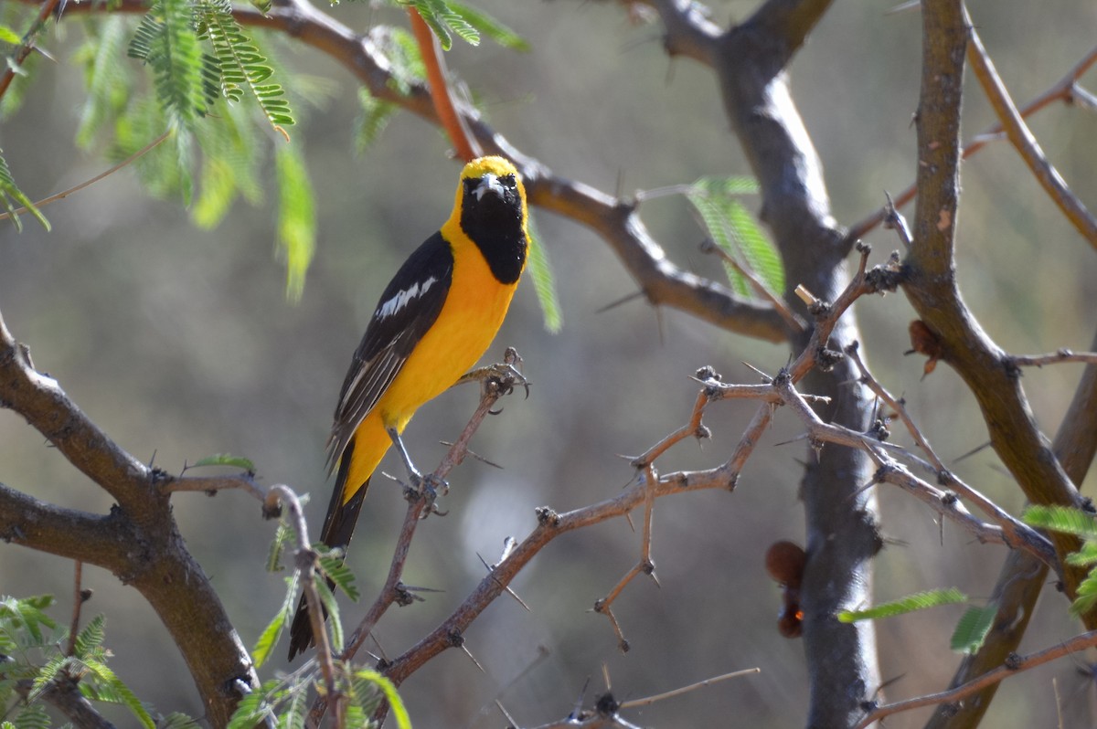 Hooded Oriole - ML642040184