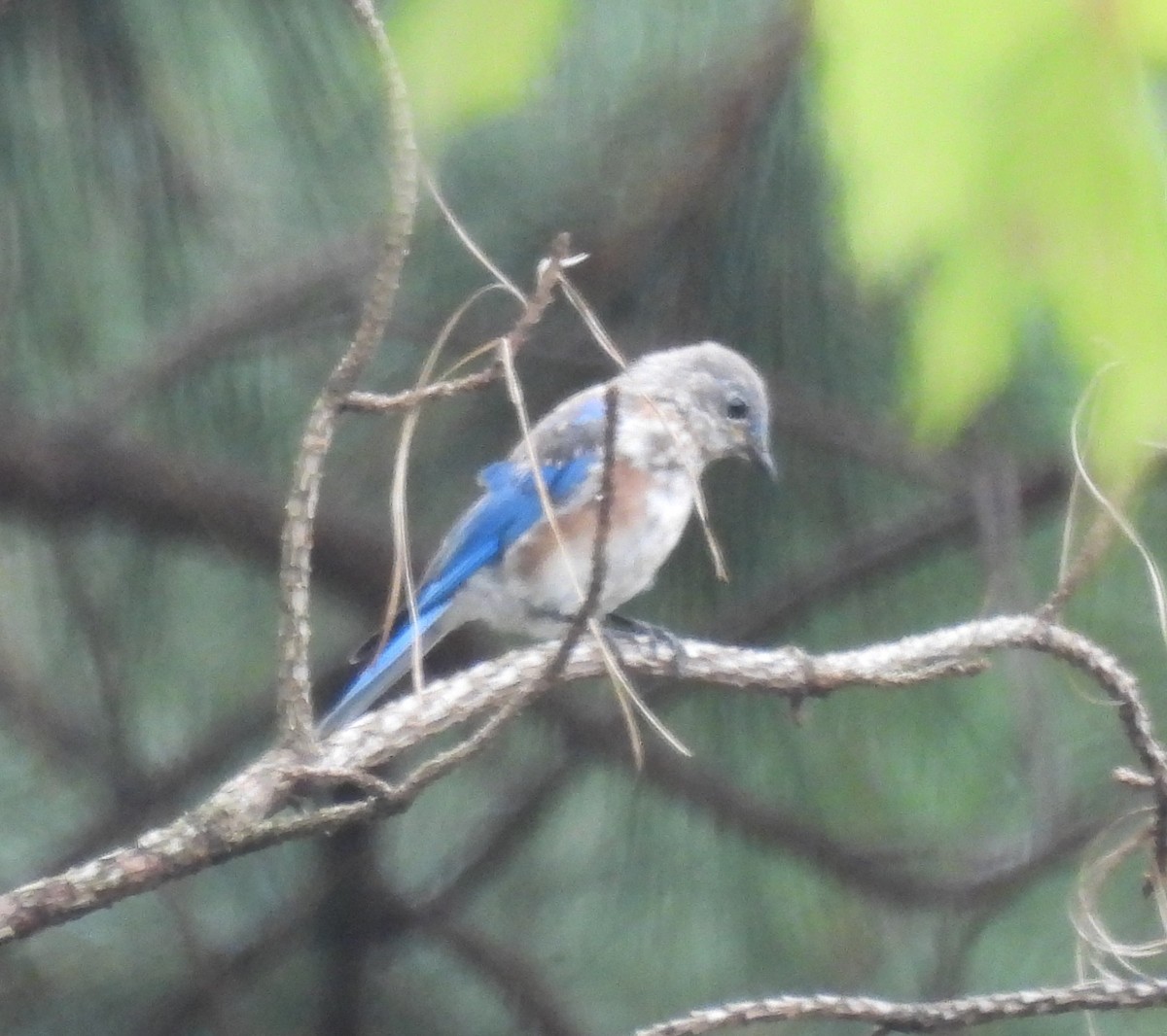 Eastern Bluebird - ML642040191