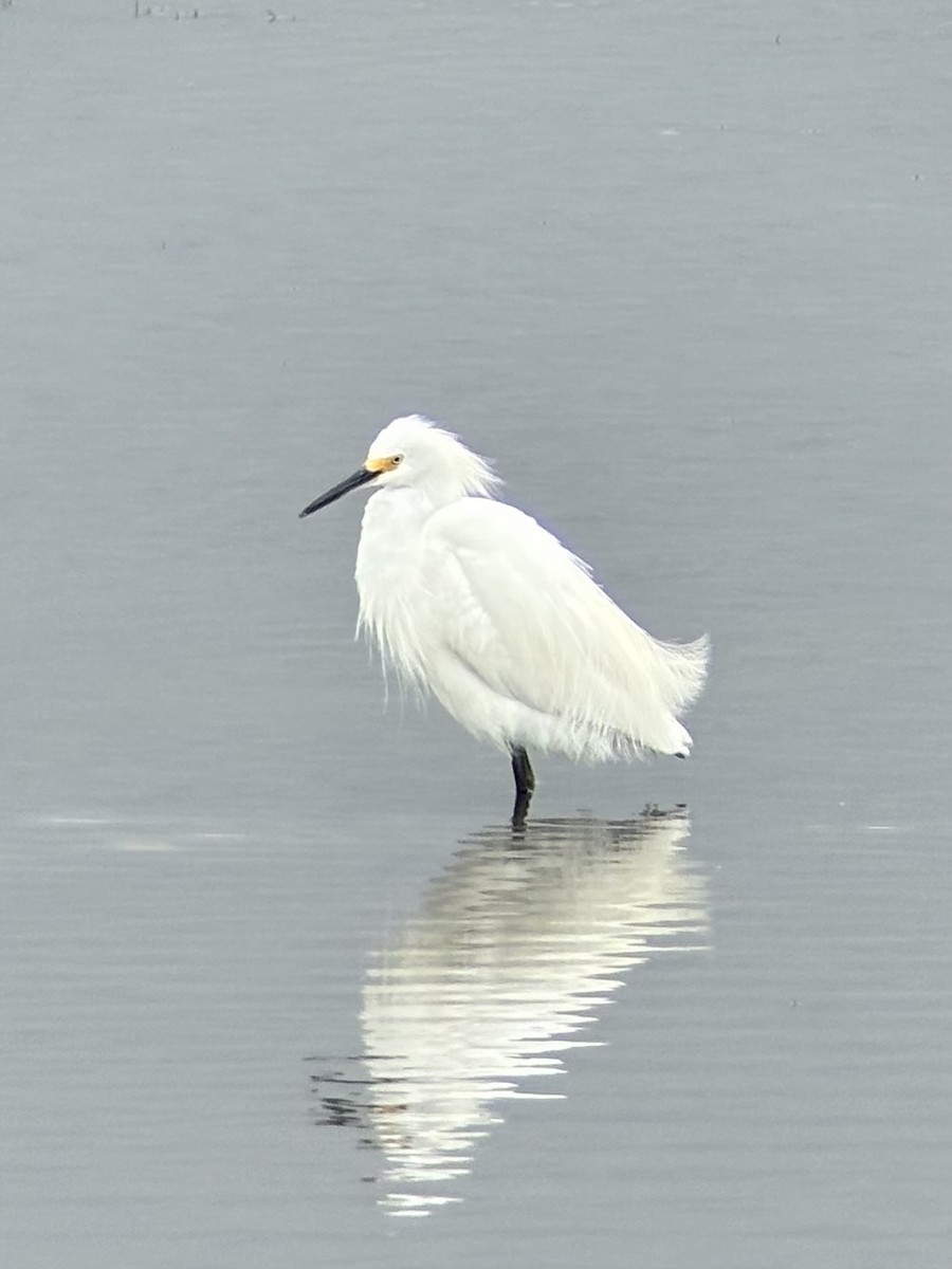 Snowy Egret - ML642040193