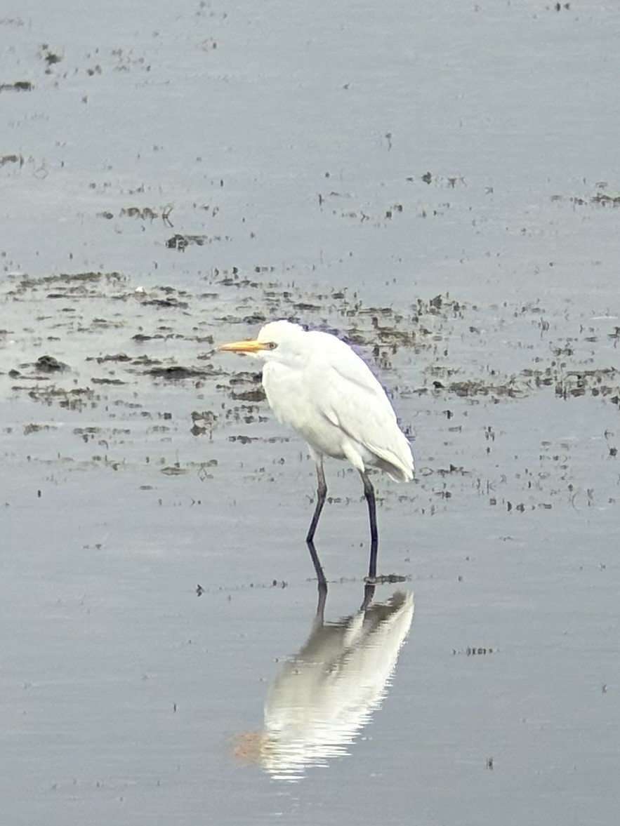 Western Cattle-Egret - ML642040202