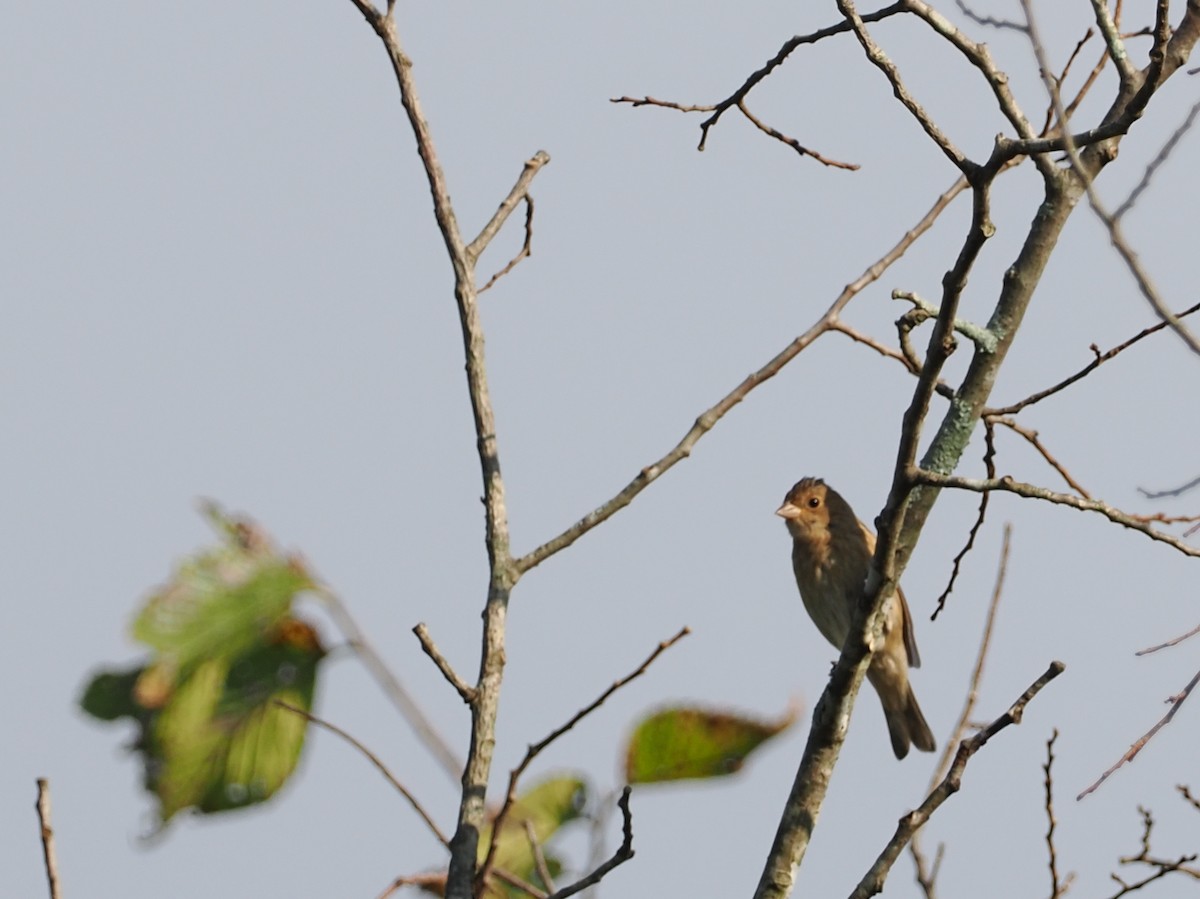 Indigo Bunting - ML642040203