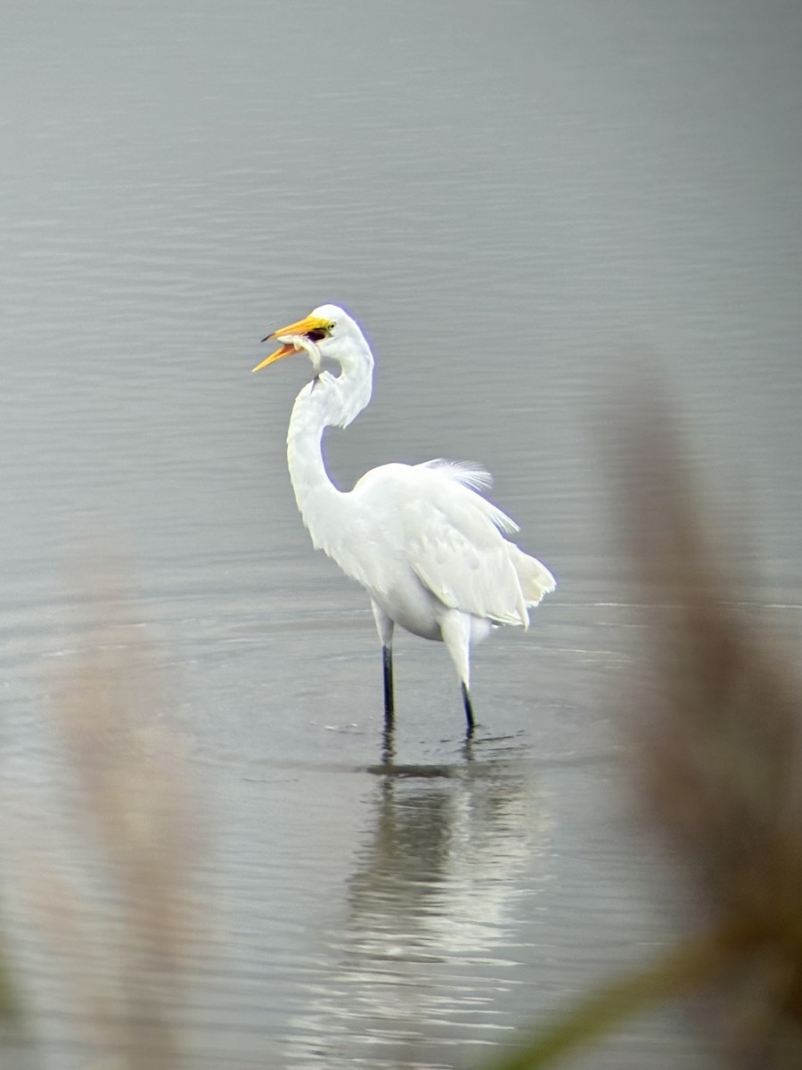 Great Egret - ML642040215