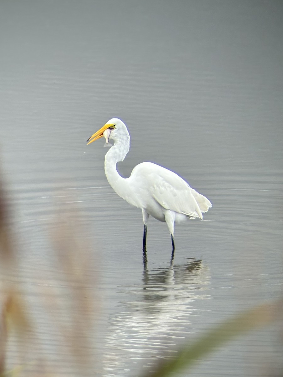 Great Egret - ML642040216