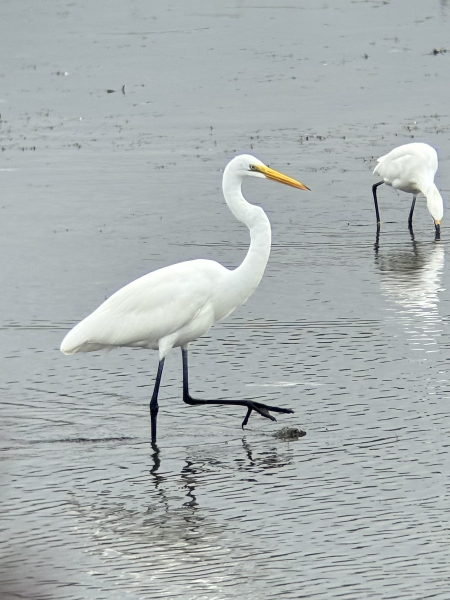 Great Egret - ML642040217