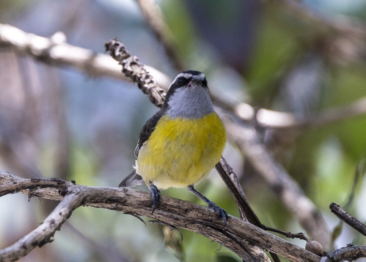 Zuckervogel - ML642040251