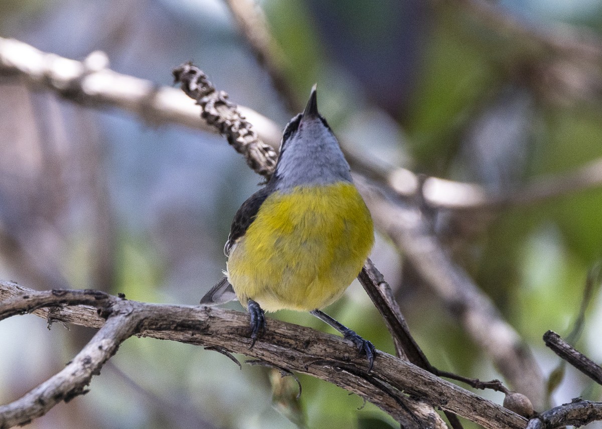 Zuckervogel - ML642040252