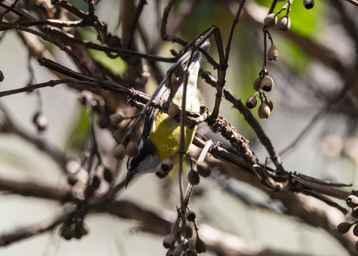 Zuckervogel - ML642040253