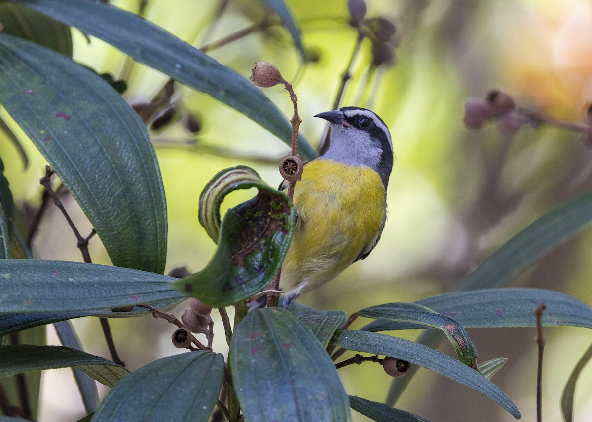 Zuckervogel - ML642040254