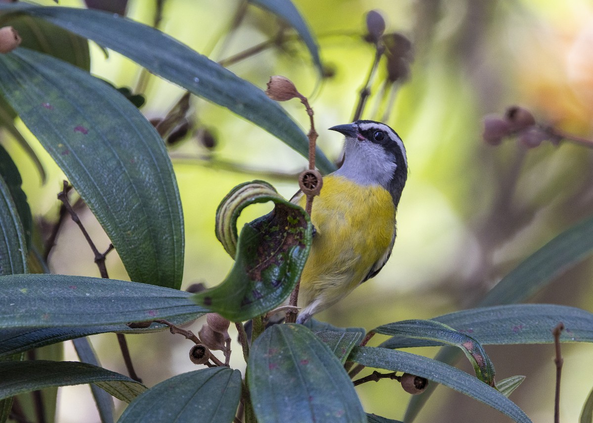 Zuckervogel - ML642040255