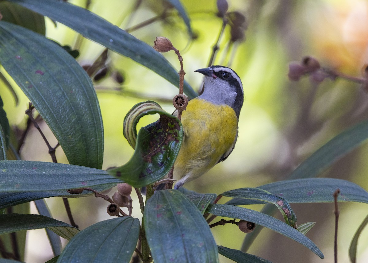 Zuckervogel - ML642040256
