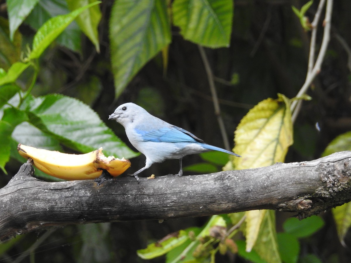Blue-gray Tanager - ML642040261