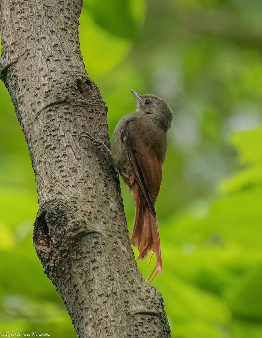 Golden-olive Woodpecker - ML642040272
