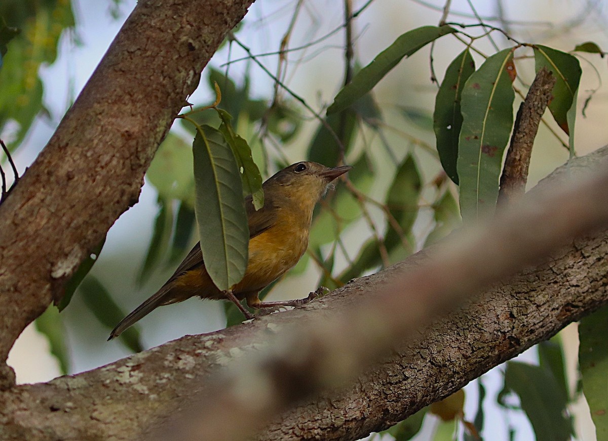 Bower's Shrikethrush - ML642040284