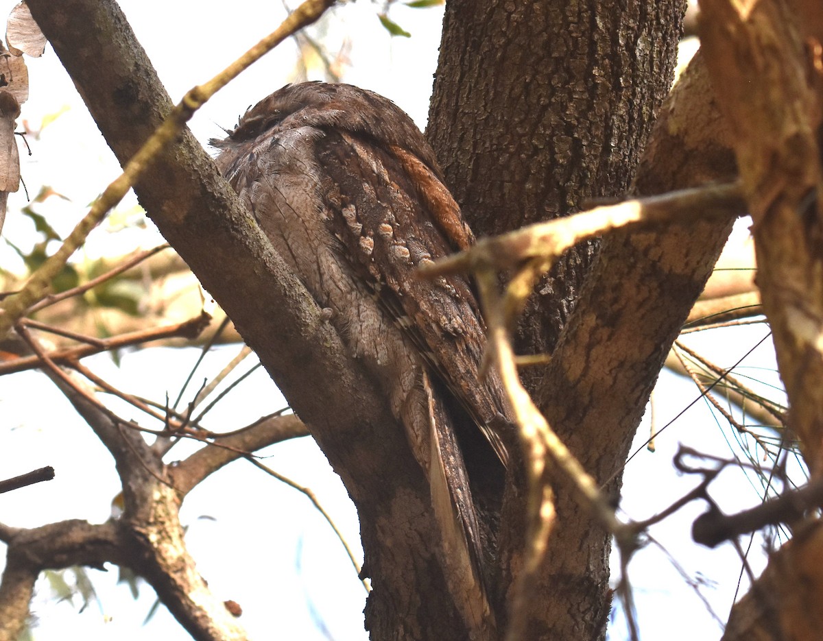Tawny Frogmouth - ML642040290