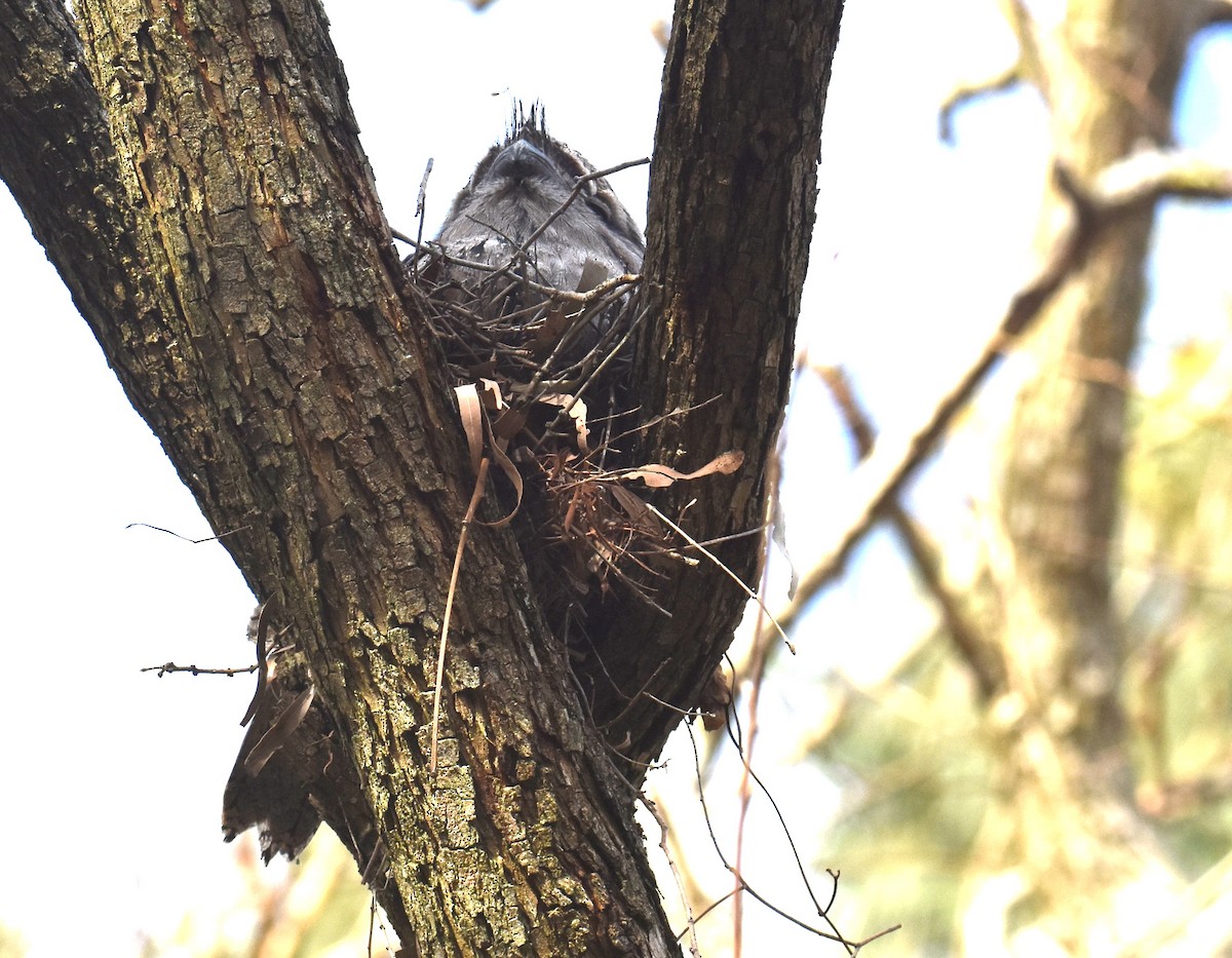 Tawny Frogmouth - ML642040294