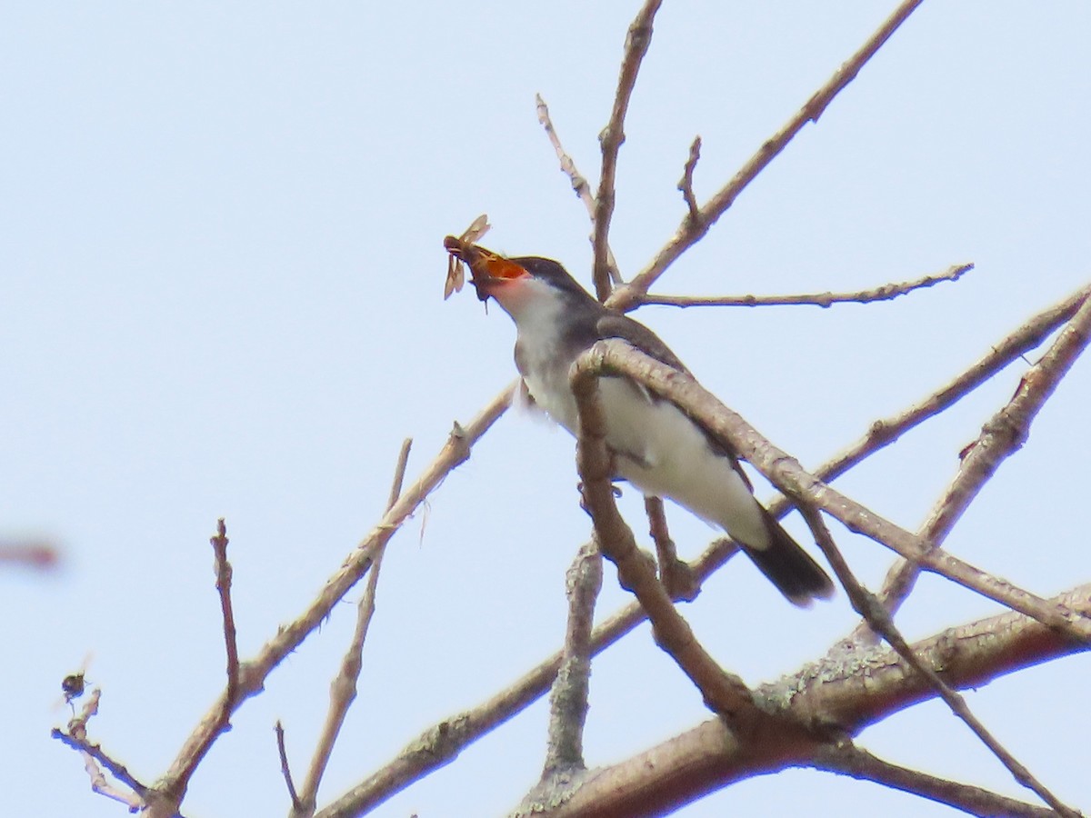 Eastern Kingbird - ML642040297