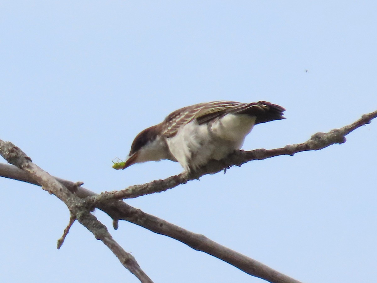 Eastern Kingbird - ML642040298
