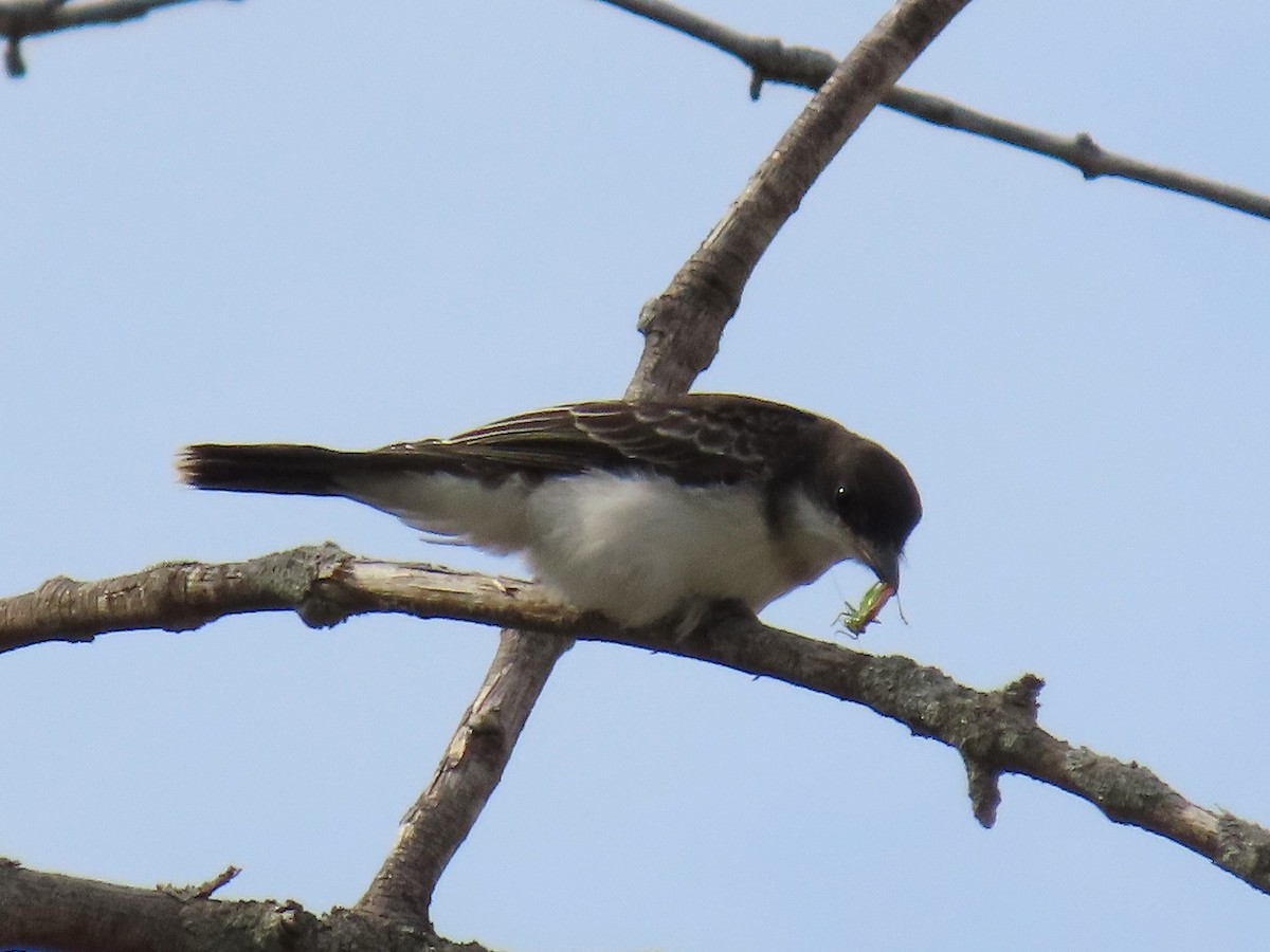 Eastern Kingbird - ML642040299