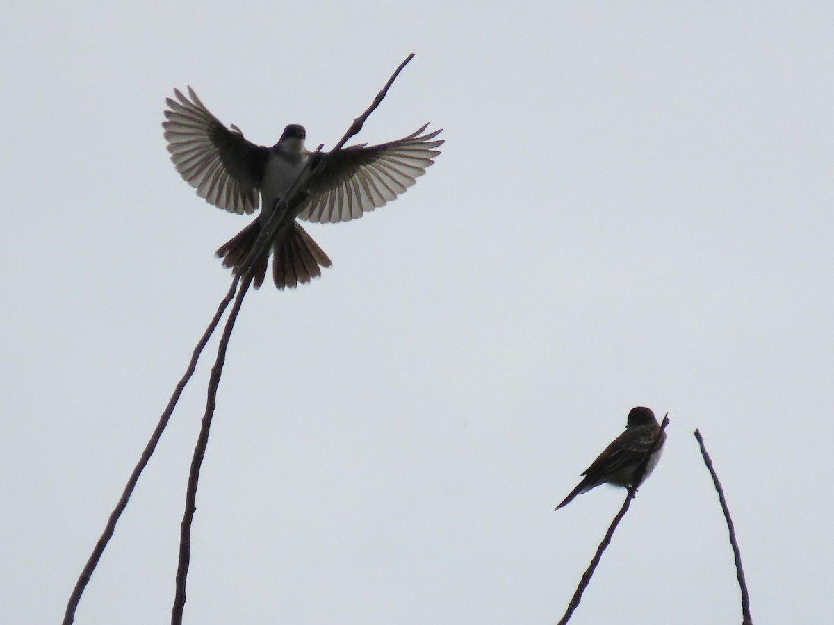 Eastern Kingbird - ML642040300