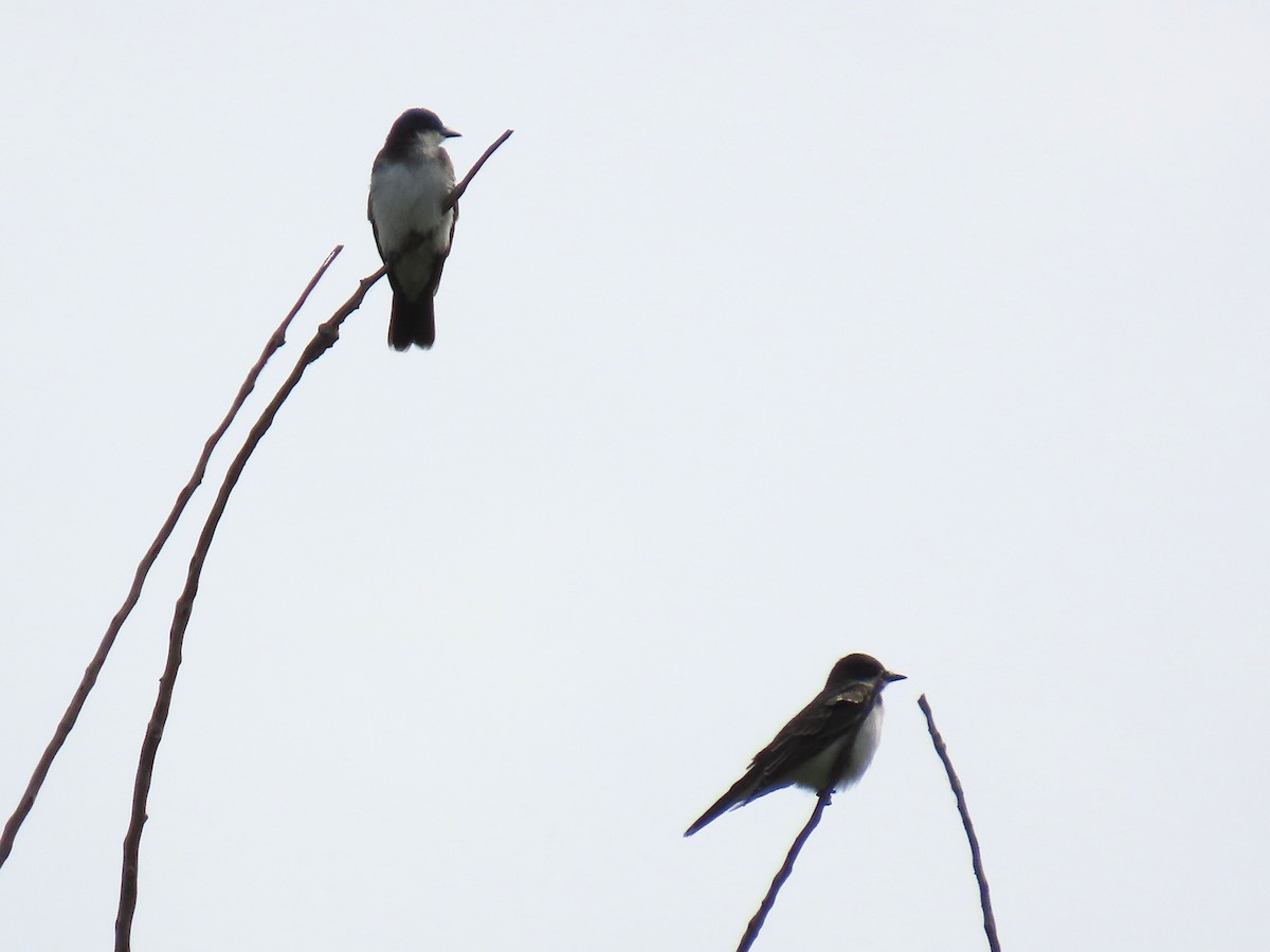 Eastern Kingbird - ML642040301