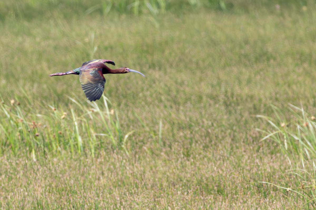 White-faced Ibis - ML642040303