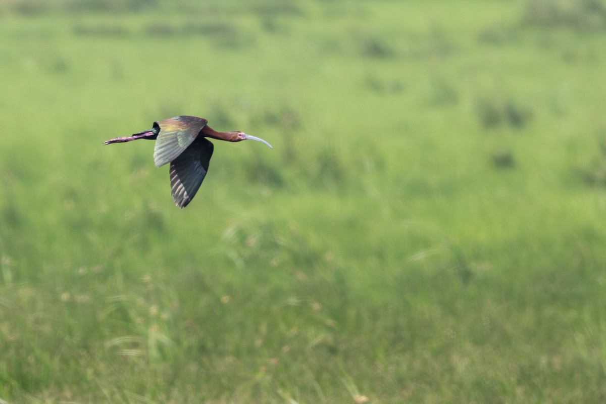 White-faced Ibis - ML642040304