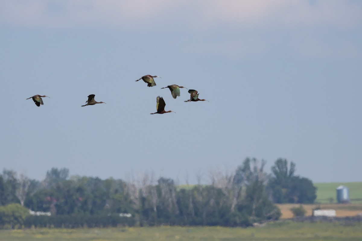 White-faced Ibis - ML642040305