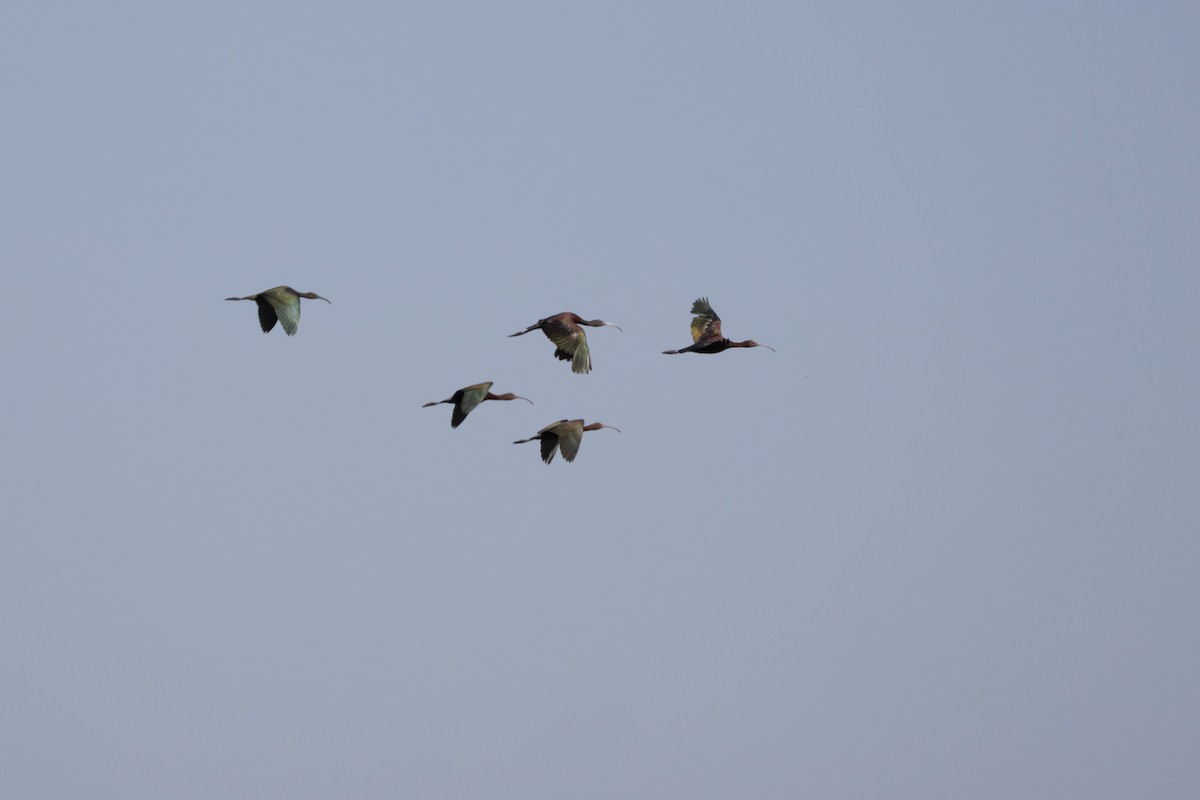 White-faced Ibis - ML642040306