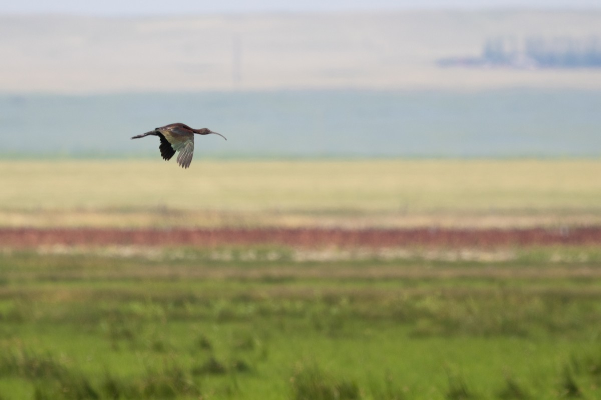 White-faced Ibis - ML642040307