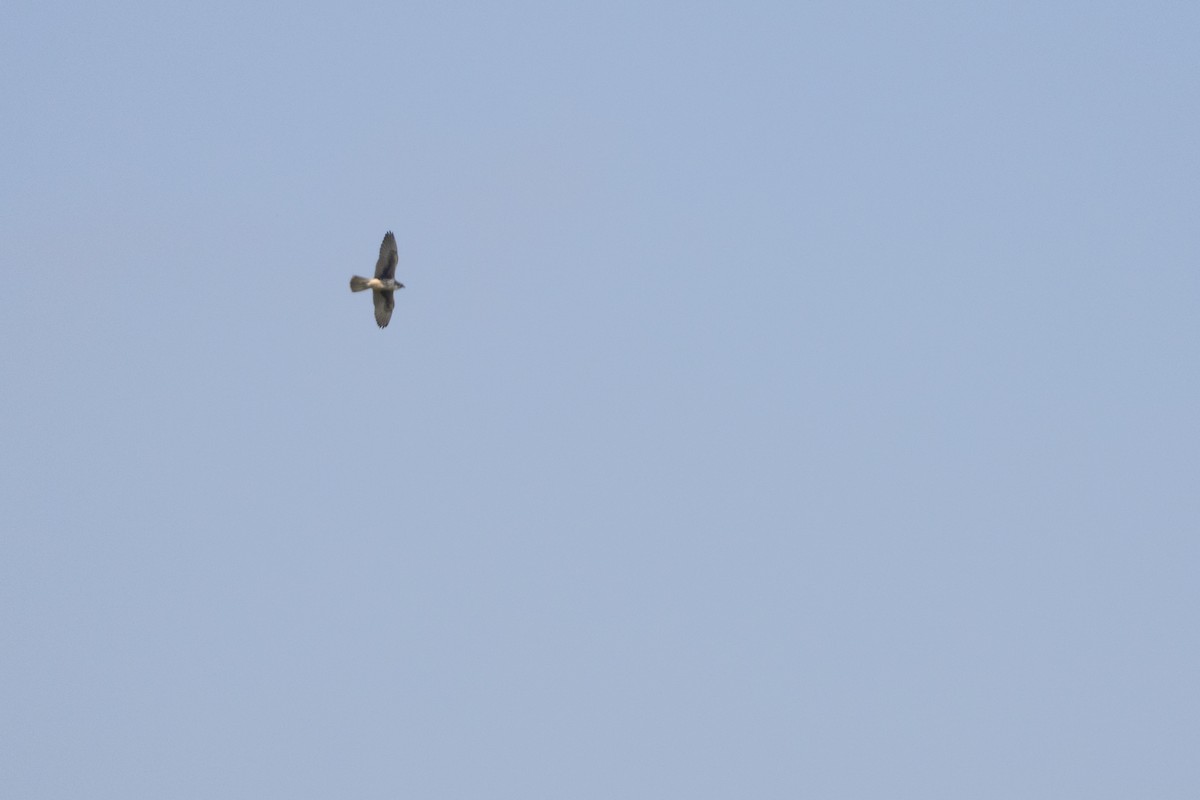 Prairie Falcon - ML642040329