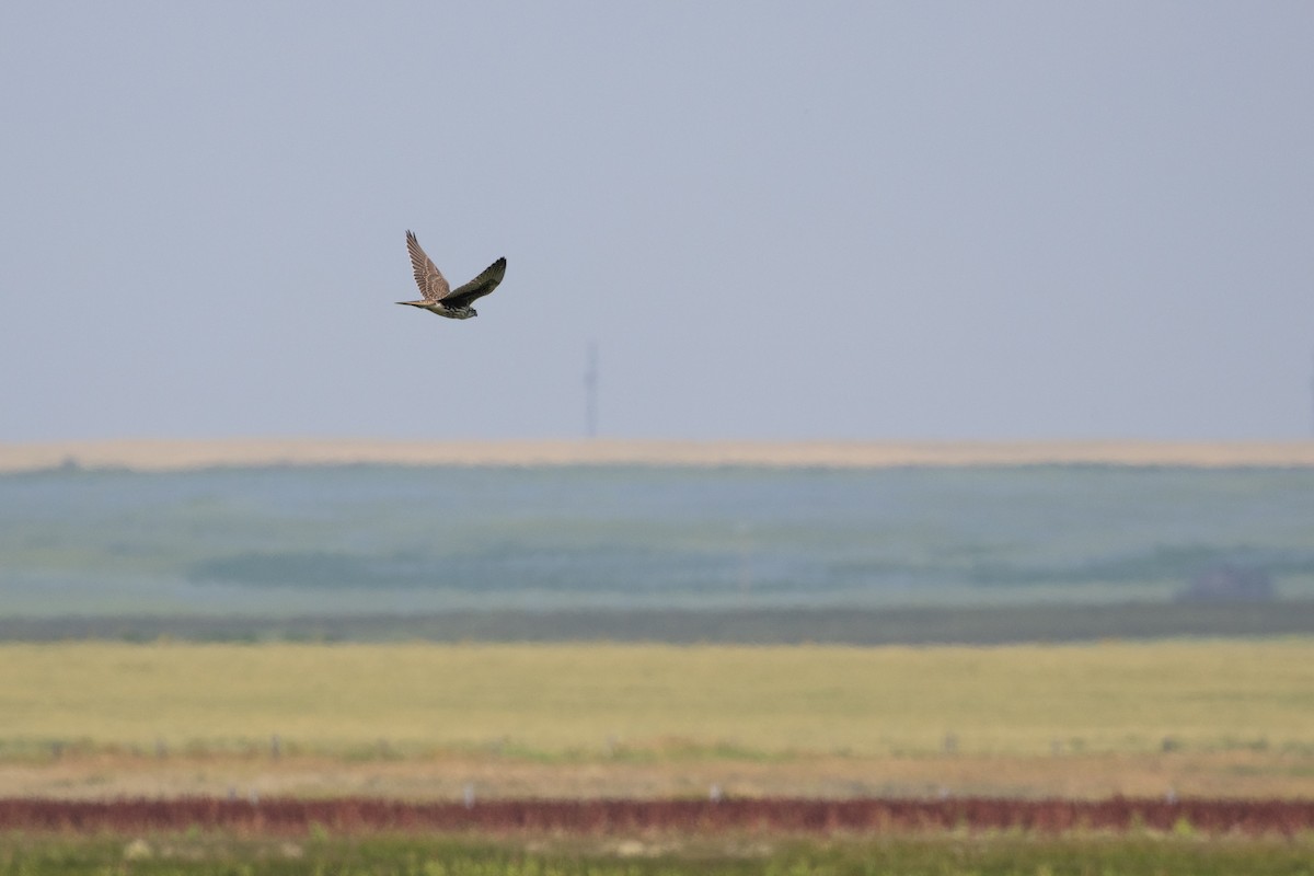 Prairie Falcon - ML642040330