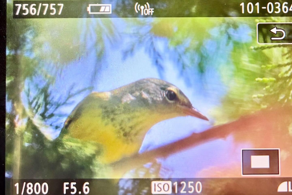 Mourning Warbler - ML642040333